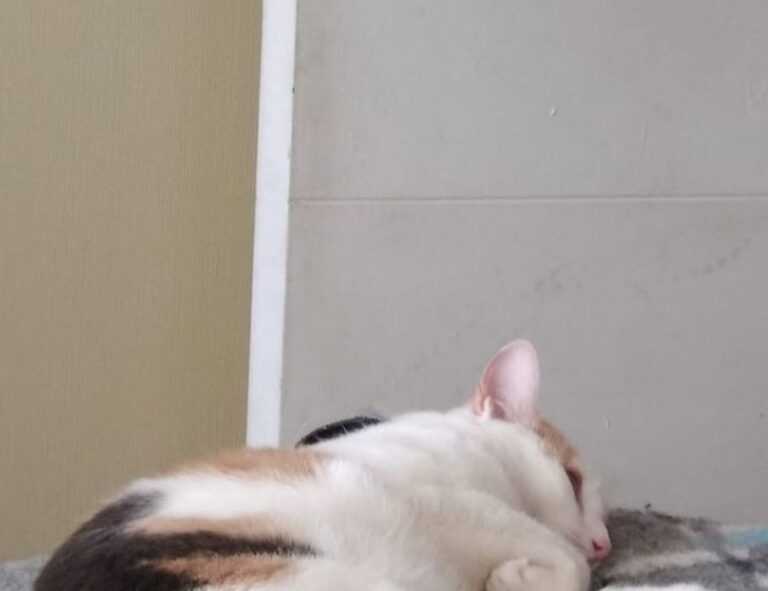 can i play biohunt2000 with friends on different computers