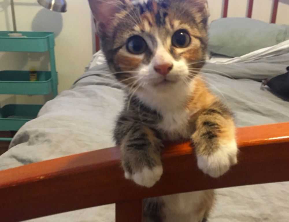 how often does mogothrow77software update