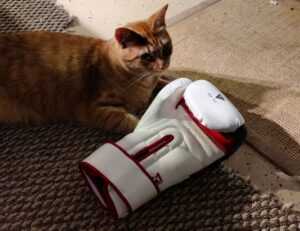 when dorgenven new version released