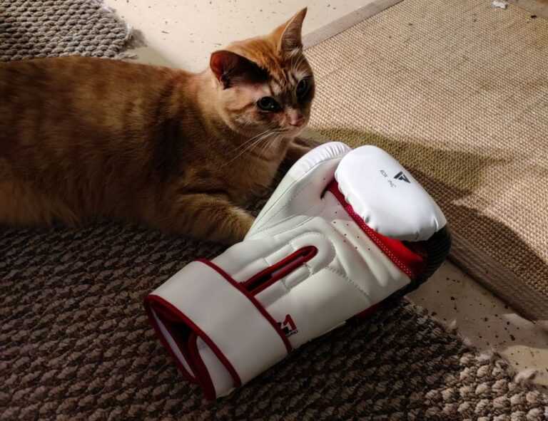 when dorgenven new version released