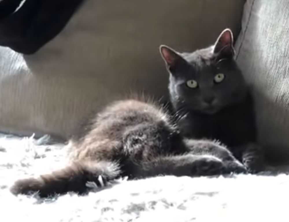 elegantes mujer muñeca tatuajes de pulseras