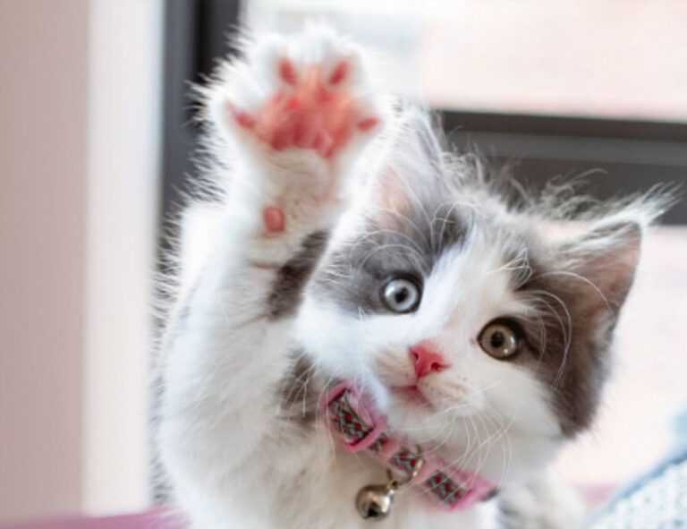 sidra hassouna image