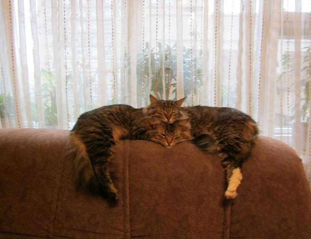 sons of the forest eneba