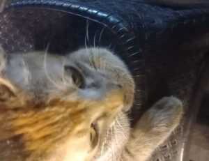 tatuaje en el medio de los senos