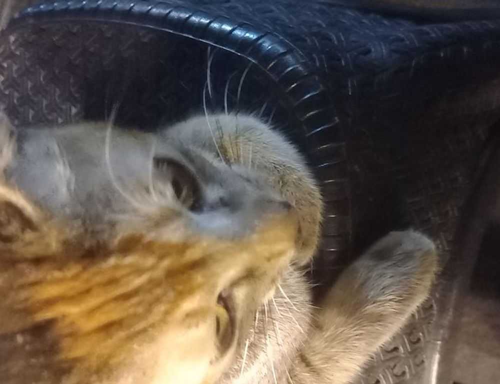 tatuaje en el medio de los senos