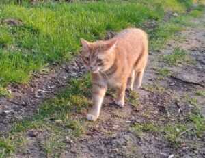 tortas de memes para hombres