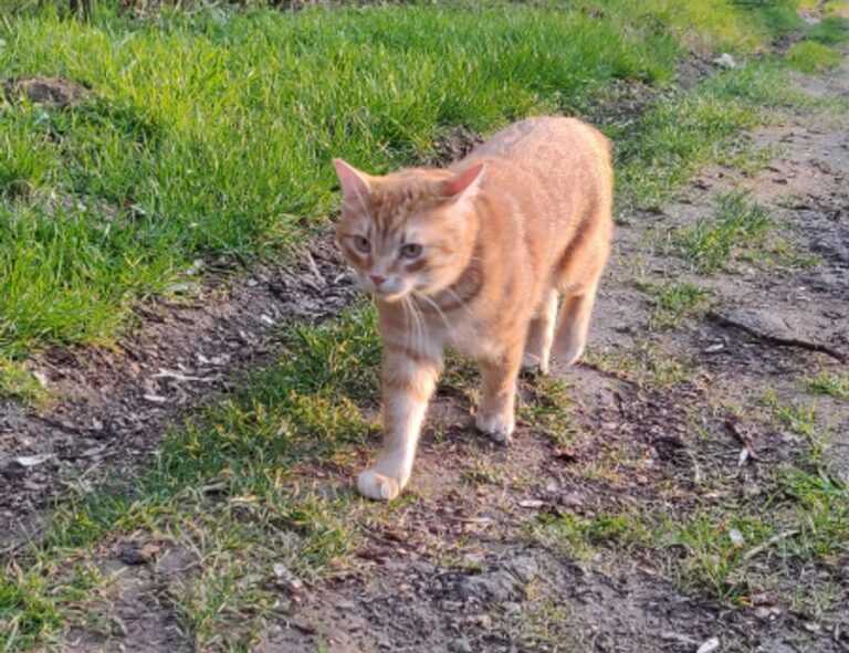 tortas de memes para hombres