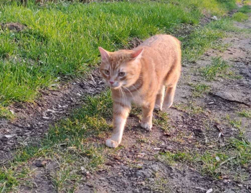 tortas de memes para hombres