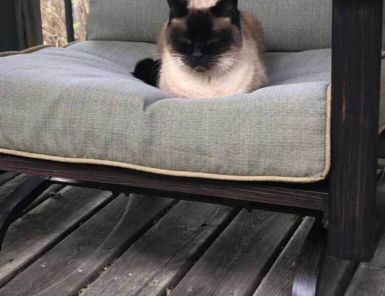 vampiro cartel de cali