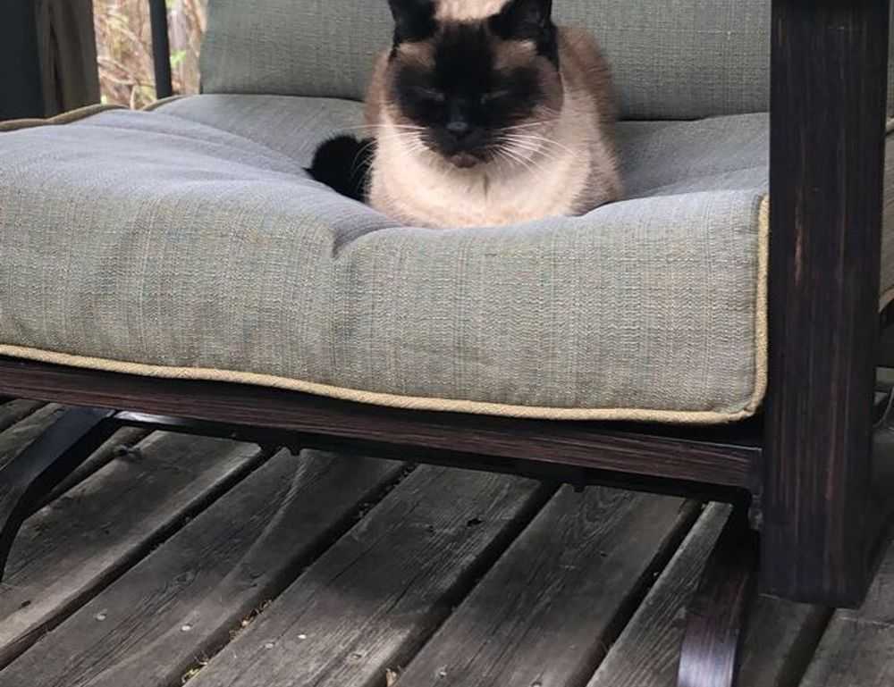 vampiro cartel de cali